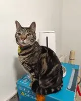Cat lost in Mataró