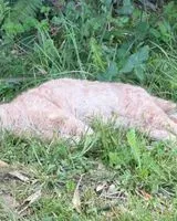 URGENCE : Chat trouvé(e) à Coëx