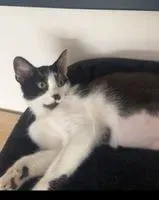 URGENZA: Gatto smarrito(a) a La Montagne