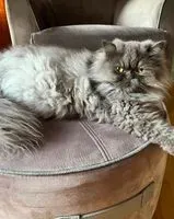 Cat lost in Montaigu-Vendée