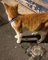 URGENCIA: Gato encontrado(a) en Bordeaux
