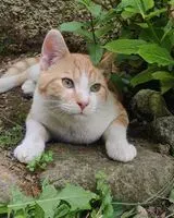 EMERGENCY: Cat lost in Saint-Germain-du-Puch