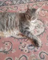 EMERGENCY: Cat lost in Rocbaron