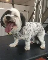 URGÊNCIA: Cão perdido(a) em Castillon-la-Bataille