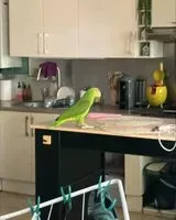 Bird found in Montpellier