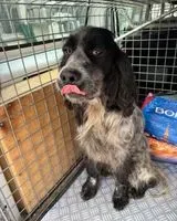 NOTFALL: Hund in Lalande-de-Pomerol gefunden