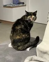 EMERGENCY: Cat lost in Ondres