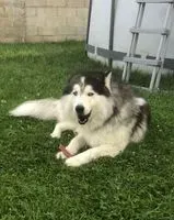 URGÊNCIA: Cão perdido(a) em Villers-Saint-Genest
