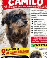 Dog lost in San Juan De Miraflores