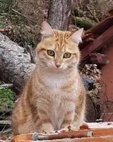 URGENCE : Chat perdu(e) à Paris