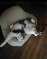 Gatto smarrito(a) a Nantes