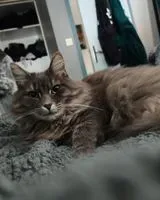 EMERGENCY: Cat lost in La Regrippière