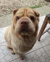 Dog lost in Saint-Julien-sur-Cher