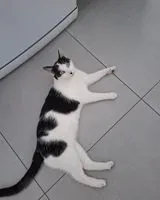 Cat lost in Nantes