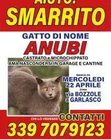 NOTFALL: Katze in Garlasco verloren