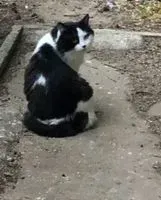 URGENCIA: Gato visto(a) en Trouillas