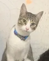 Katze in Caracas verloren