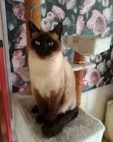 URGENCE : Chat perdu(e) à Coëx