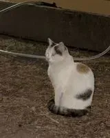 Gatto smarrito(a) a Milan