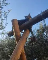 Chat perdu(e) à Mosciano Santangelo