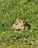 EMERGENCY: Reptile lost in Saint-Denis-de-Pile