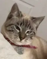 URGENCE : Chat perdu(e) à La Roche-sur-Yon