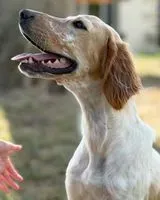 URGENCIA: Perro perdido(a) en Montauriol