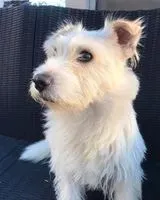 URGENCE : Chien perdu(e) à Val-Fouzon