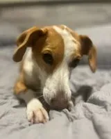 URGENCIA: Perro perdido(a) en A Lama