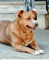 EMERGENCY: Dog lost in Falciano del Massico