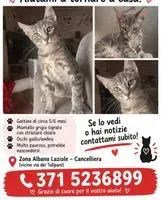 Katze in Albano Laziale verloren