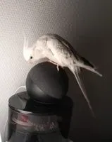 URGENCE : Oiseau perdu(e) à Nantes
