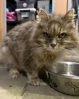 NOTFALL: Katze in La Chebuette gefunden