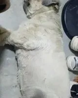 Dog lost in Nuevo Chimbote