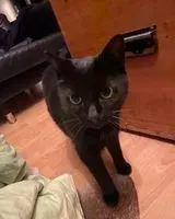 EMERGENCY: Cat lost in Köln