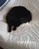 URGÊNCIA: Gato perdido(a) em Sète