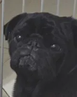 Dog lost in São Paulo