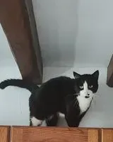 NOTFALL: Katze in Bouguenais verloren