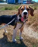 Dog lost in Pinheiro
