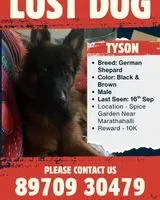 Dog lost in Bengaluru