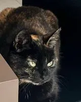 URGENCIA: Gato perdido(a) en Saint-Michel-Chef-Chef