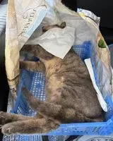 URGENCIA: Gato encontrado(a) en Montrevault-sur-Èvre