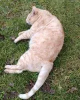 EMERGENCY: Cat found in Maisdon-sur-Sèvre