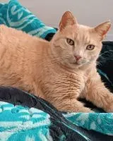Cat lost in Viladecans