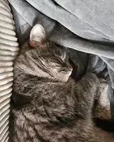 EMERGENCY: Cat lost in Unknown location