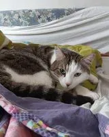 Gatto smarrito(a) a Vertou