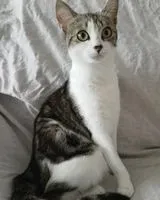 URGENCIA: Gato perdido(a) en Saint-Valery-sur-Somme