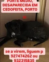 Dog lost in Porto