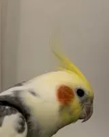 Bird lost in Paris
