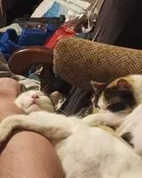 URGÊNCIA: Gato perdido(a) em Plounévez-Lochrist